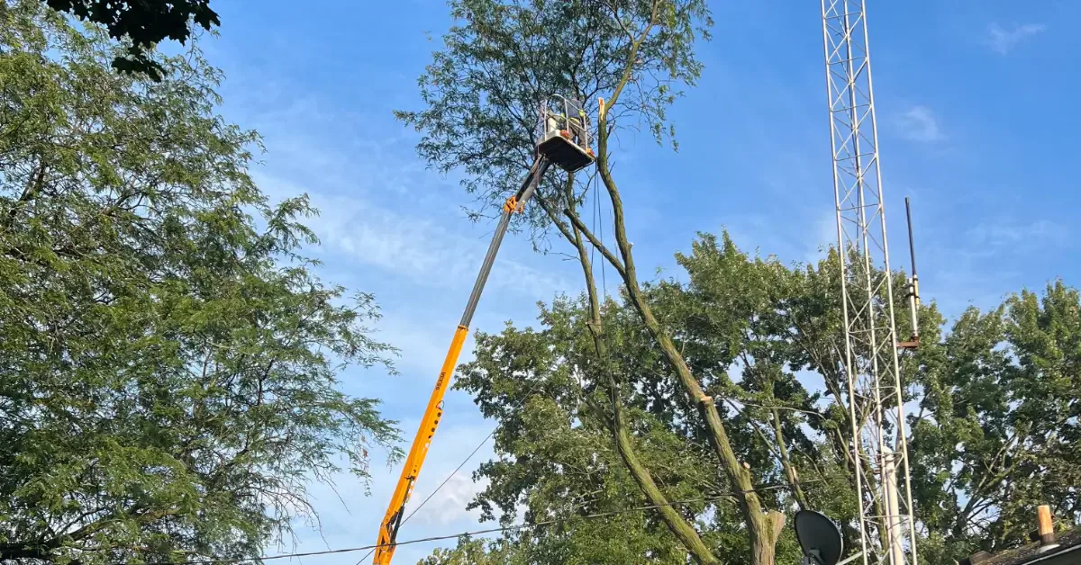 Tree Trimming in Canton, MI