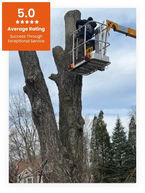 About Tree Guys with a Shovel
