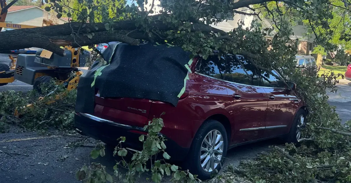 Emergency Tree Service in Canton, MI