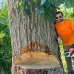 tree removal near me