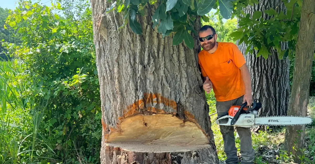 tree removal near me