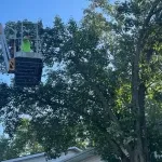 Tree trimming cost