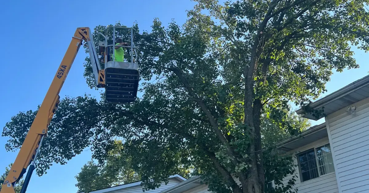 Tree trimming cost